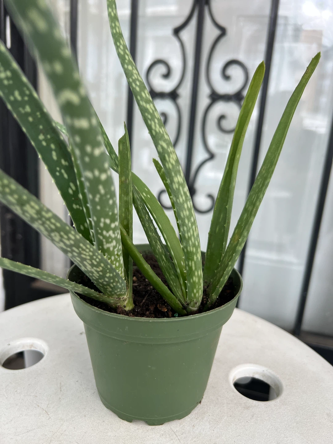 Small Aloe Vera Plant - photo 4