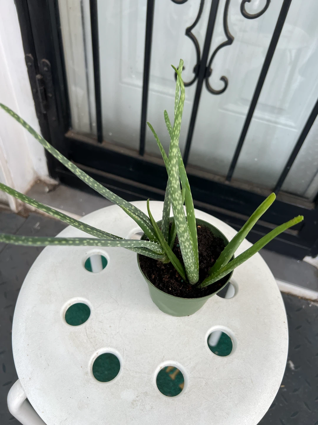 Small Aloe Vera Plant - photo 5