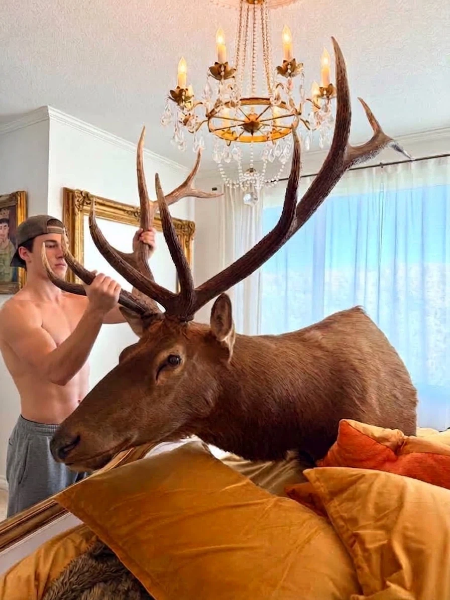 Impressive Large Elk Taxidermy Mount