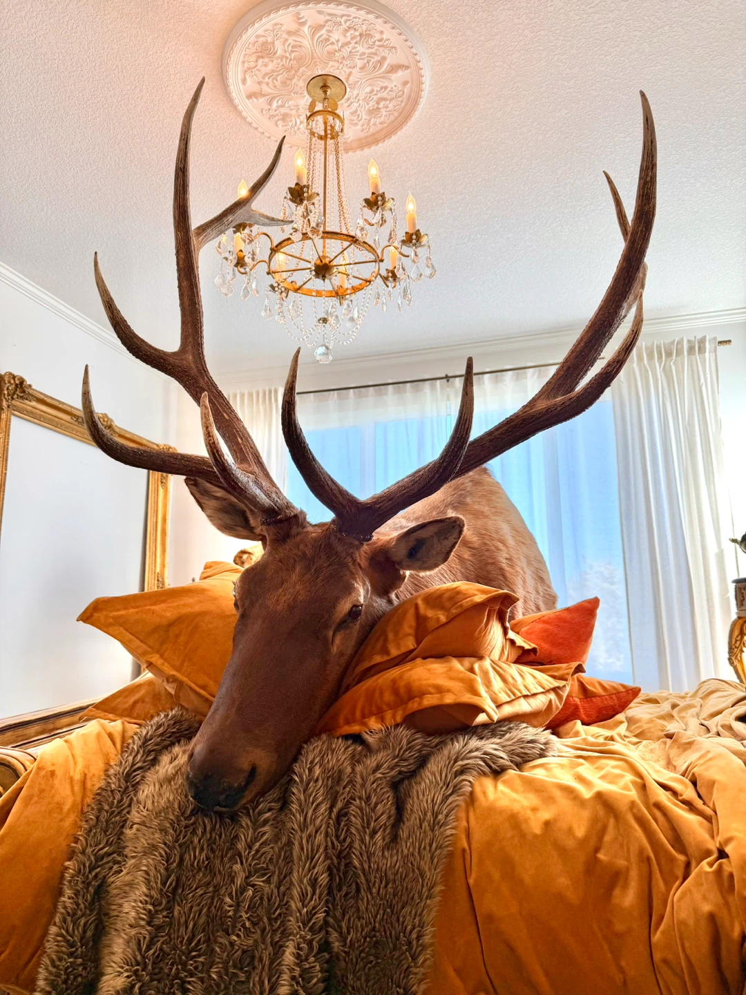 Impressive Large Elk Taxidermy Mount - photo 3