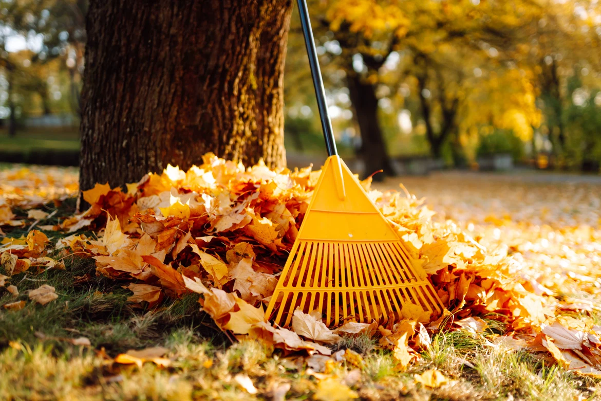 🍂 Need Your Leaves Raked? 🍂