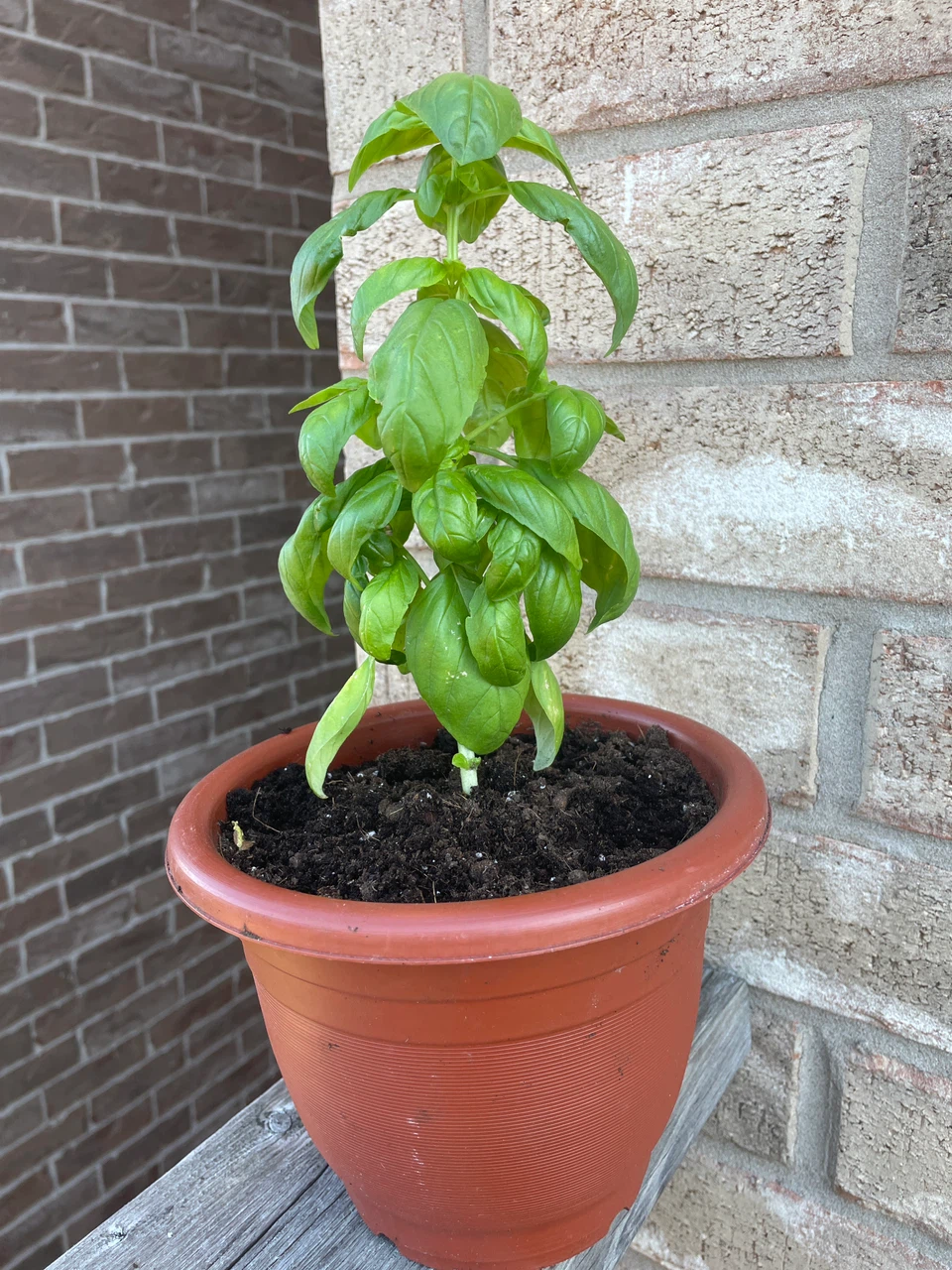 Fresh Potted Basil Plant