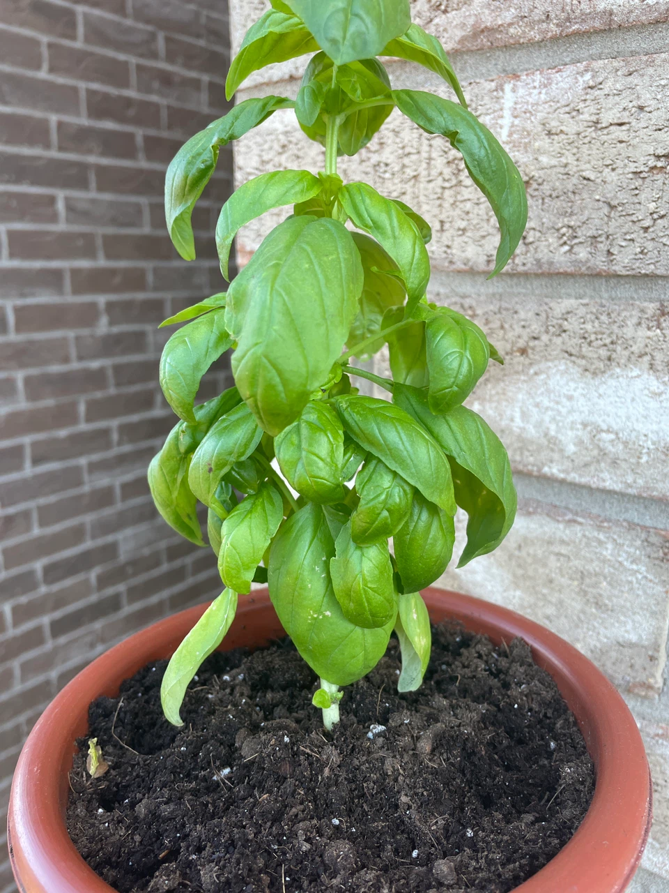 Fresh Potted Basil Plant - photo 2
