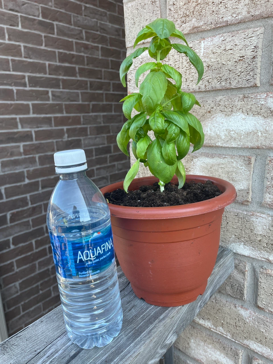 Fresh Potted Basil Plant - photo 3