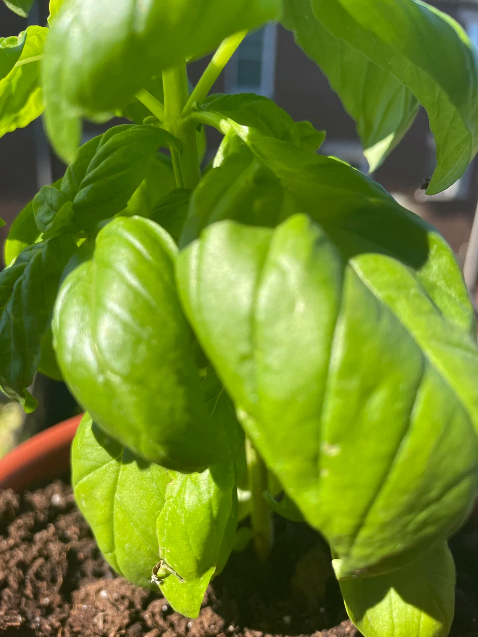 Fresh Potted Basil Plant - photo 4