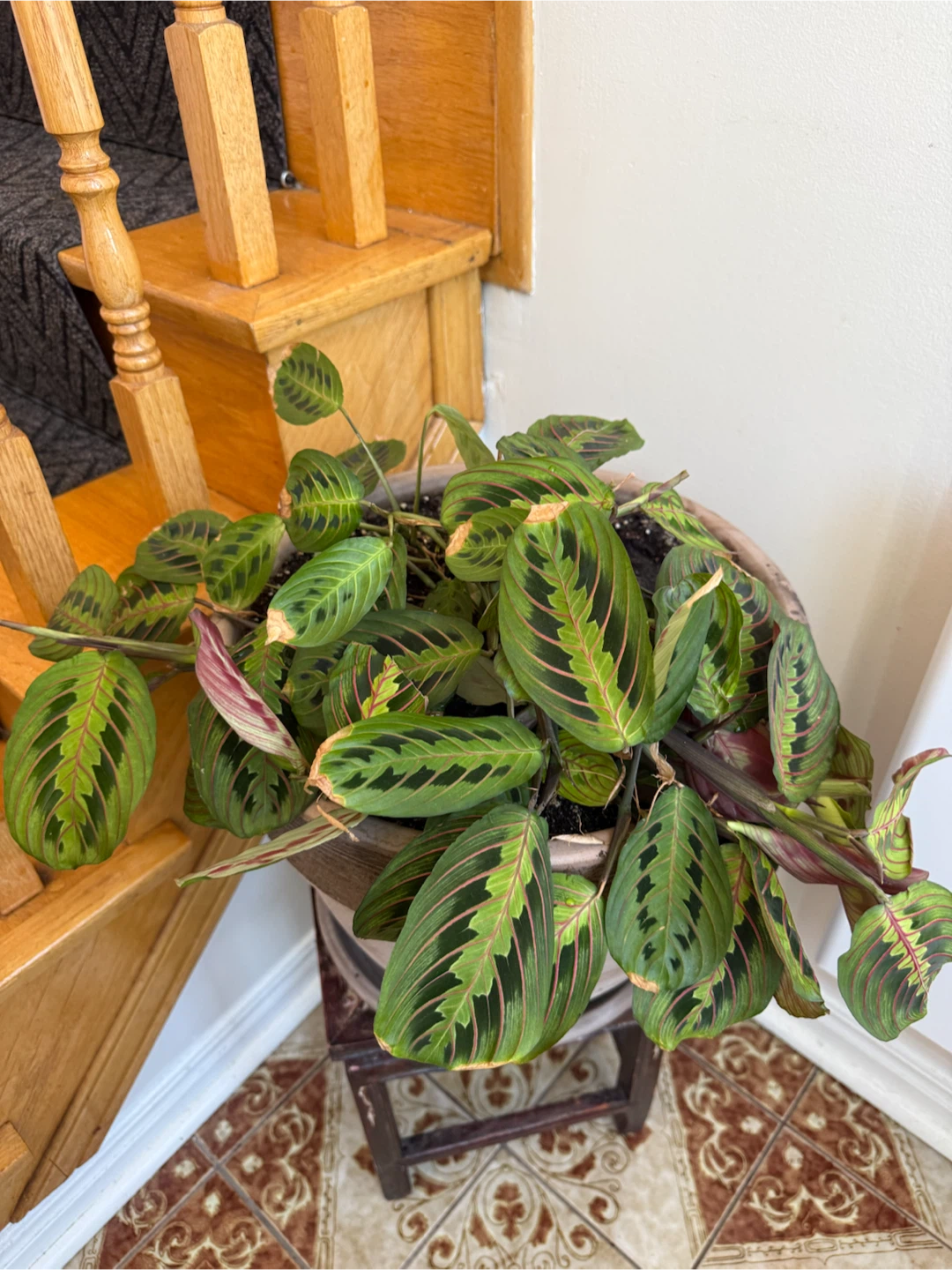 Maranta Leuconeura Red Prayer Plant in Pot