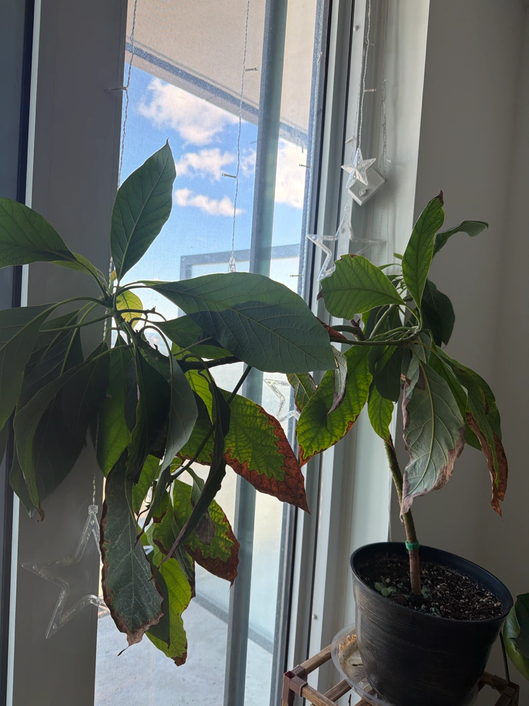 Giving away Avocado Plant.