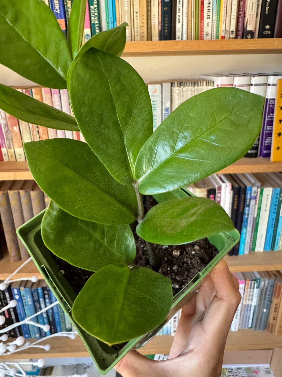 ZZ Plant Indoor Houseplant