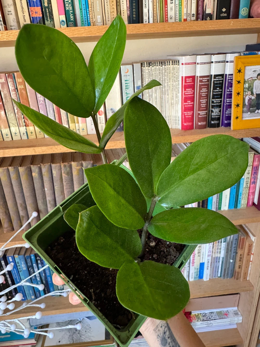 ZZ Plant Indoor Houseplant - photo 2