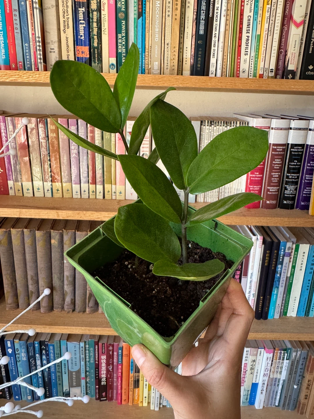 ZZ Plant Indoor Houseplant - photo 3