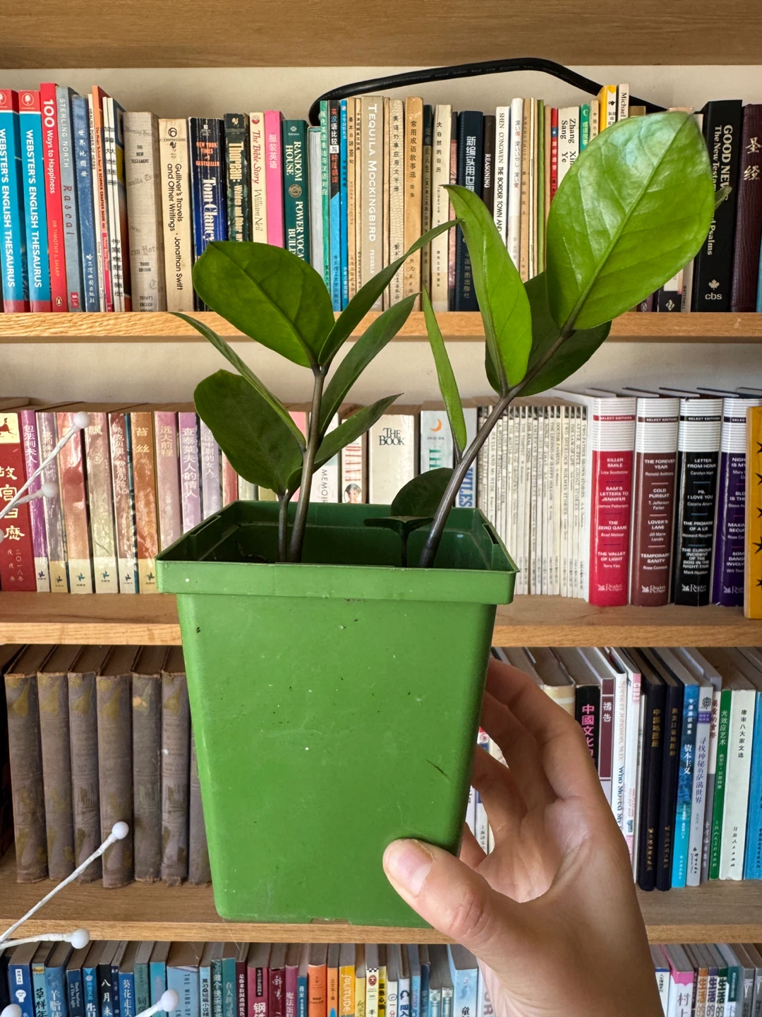 ZZ Plant Indoor Houseplant - photo 4