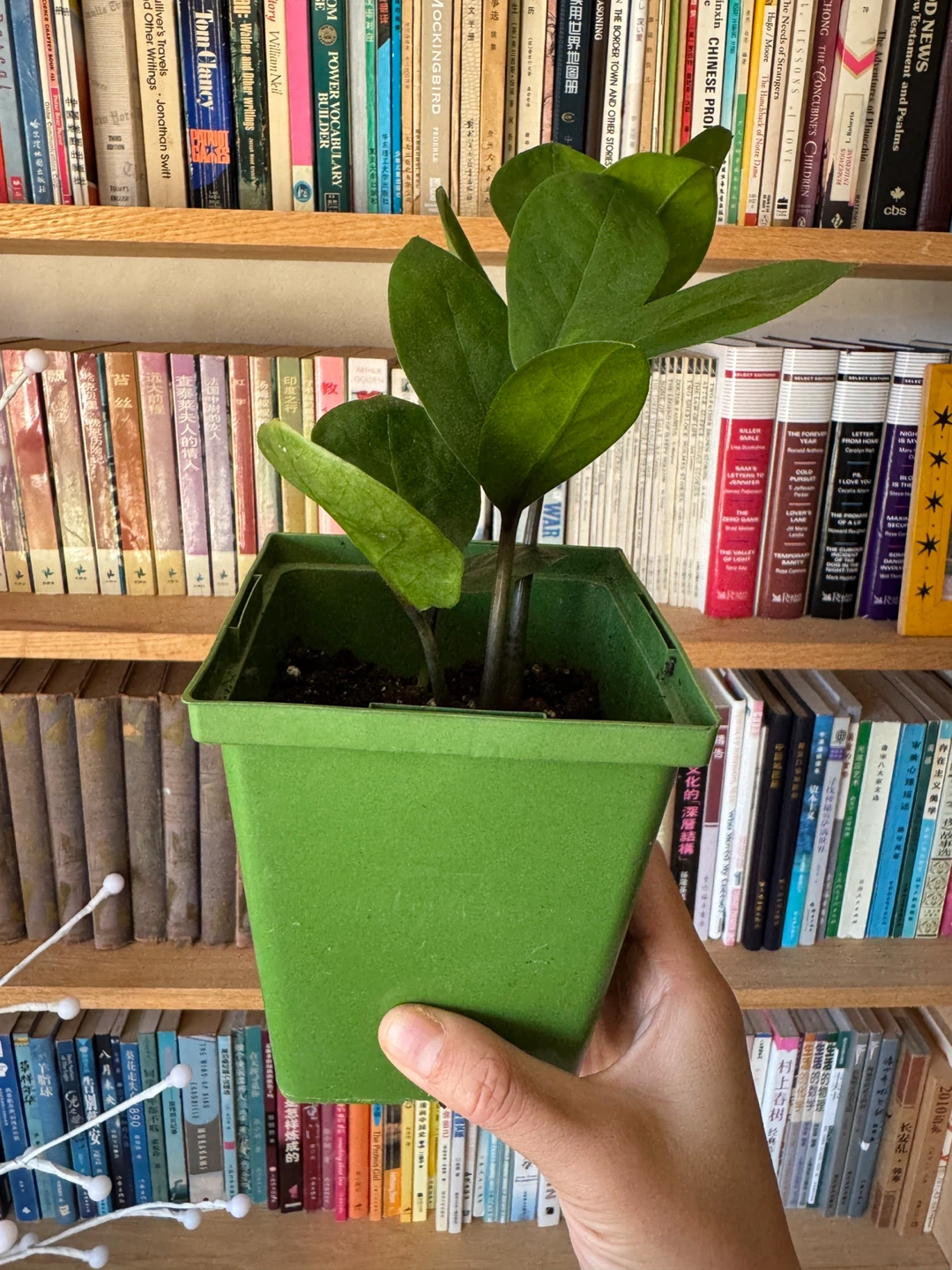 ZZ Plant Indoor Houseplant - photo 5