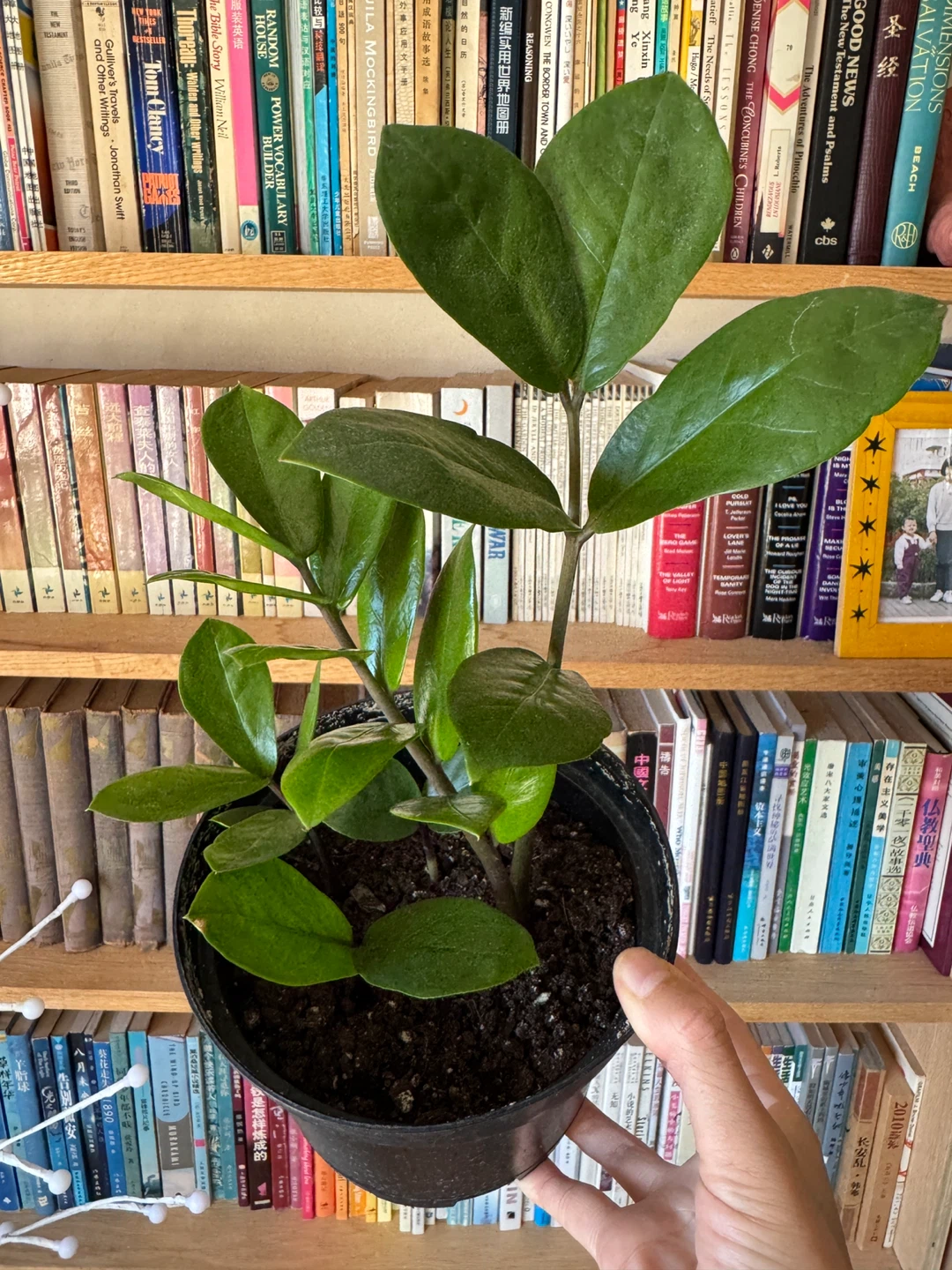 ZZ Plant Indoor Houseplant - Black Nursery Pot