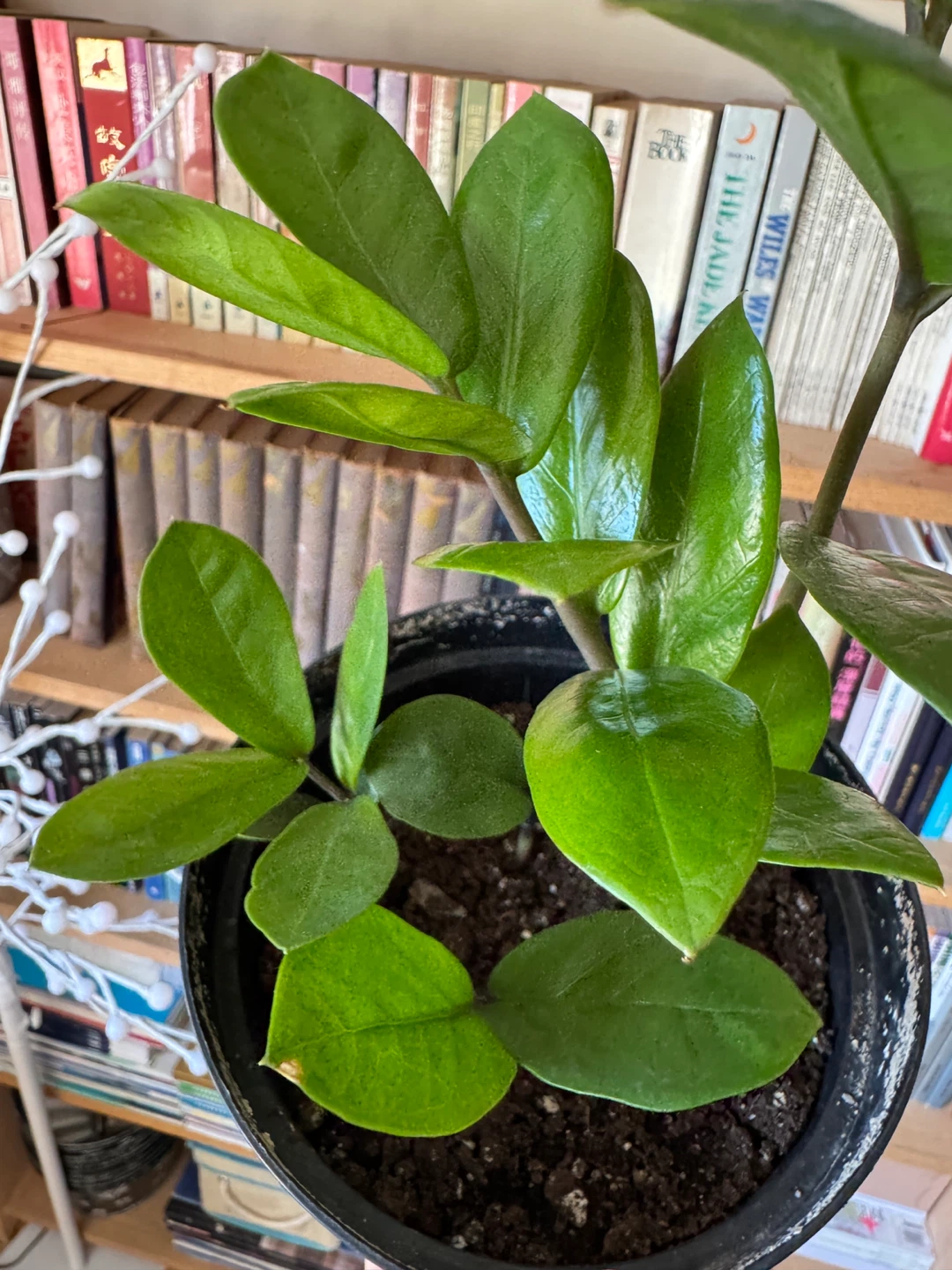 ZZ Plant Indoor Houseplant - Black Nursery Pot - photo 2