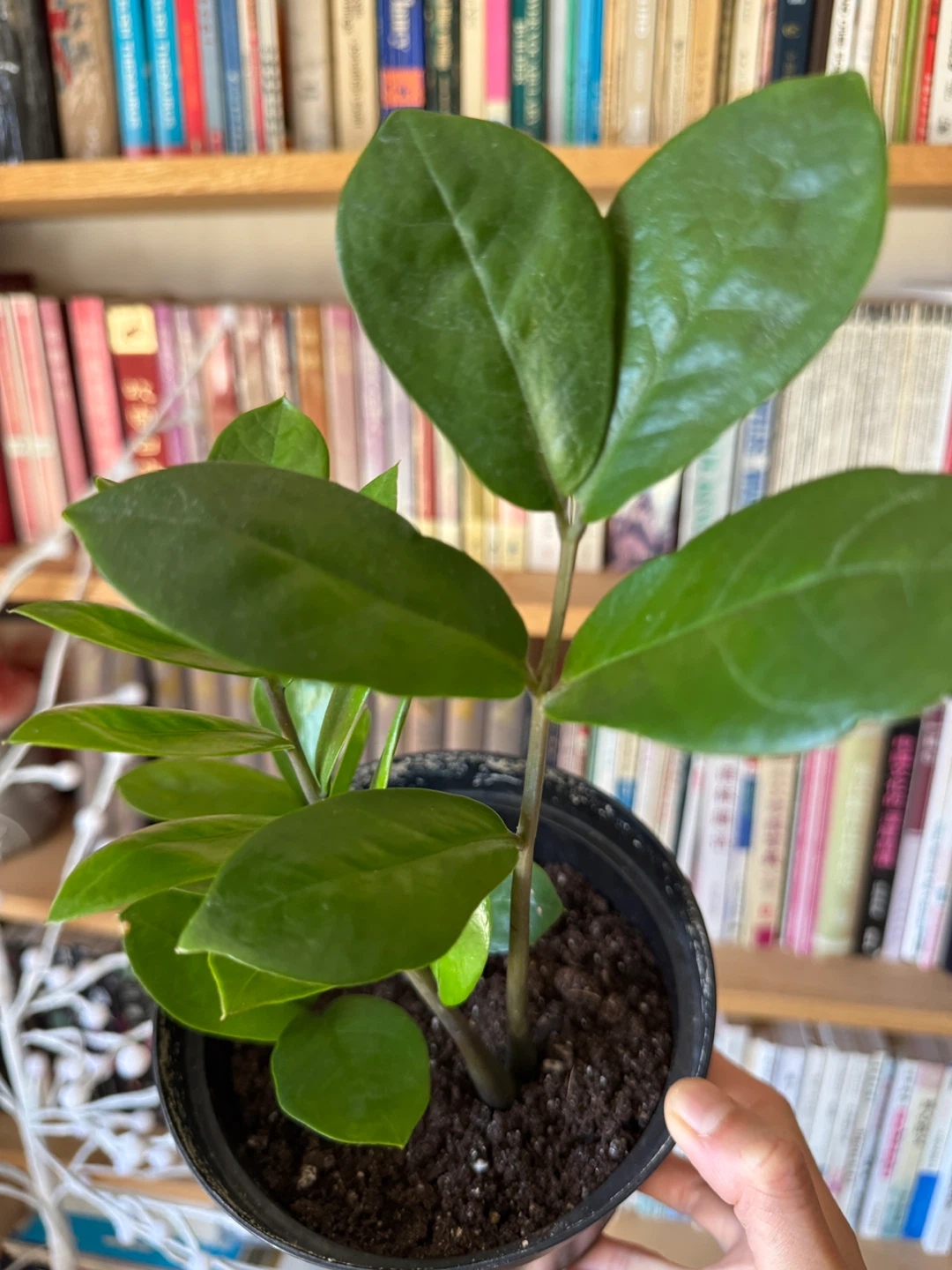 ZZ Plant Indoor Houseplant - Black Nursery Pot - photo 3