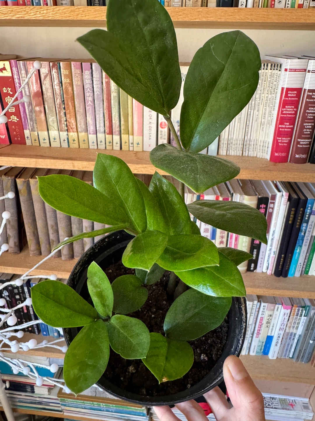 ZZ Plant Indoor Houseplant - Black Nursery Pot - photo 4