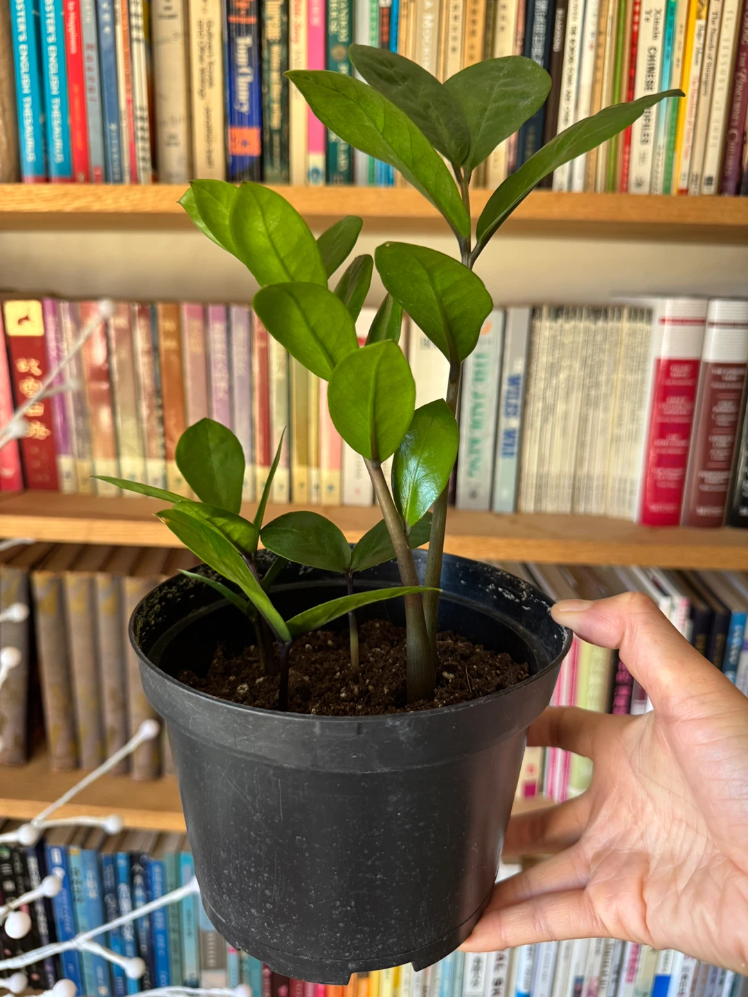 ZZ Plant Indoor Houseplant - Black Nursery Pot - photo 5