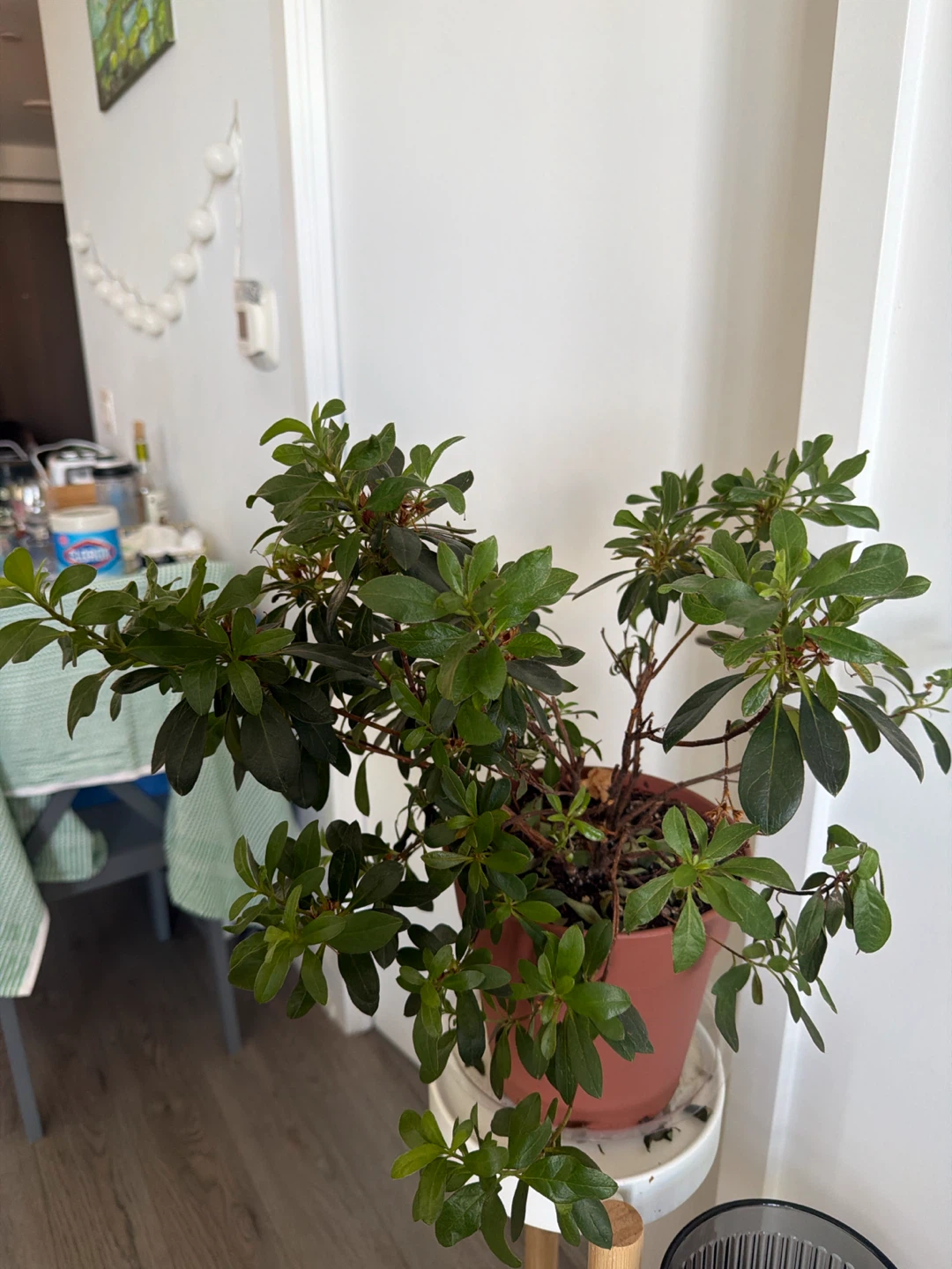 FREE Azalea Plant – Healthy & Bushy