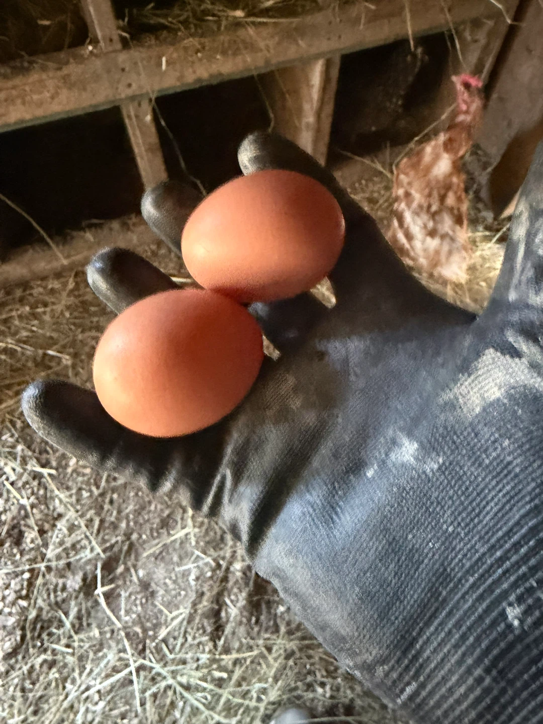 Fresh Farm Eggs