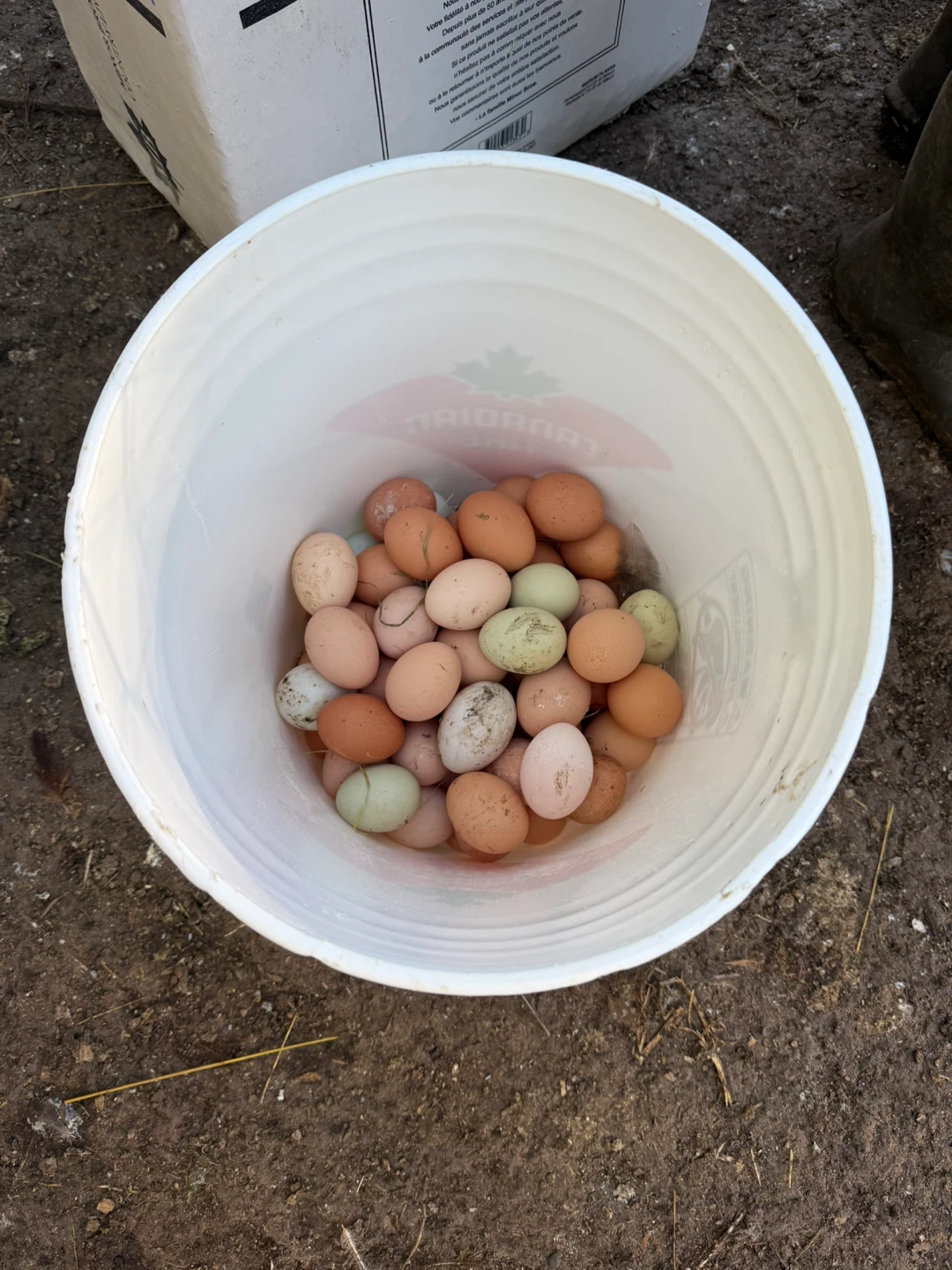 Fresh Farm Eggs - photo 2