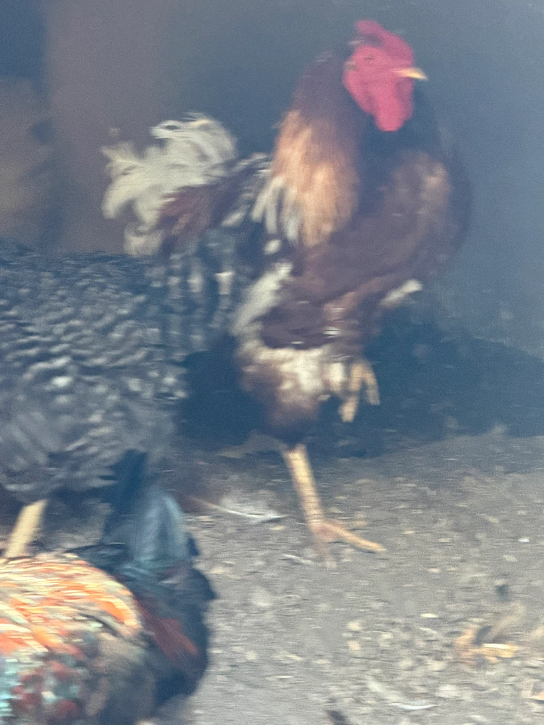 Fresh Farm Eggs - photo 5