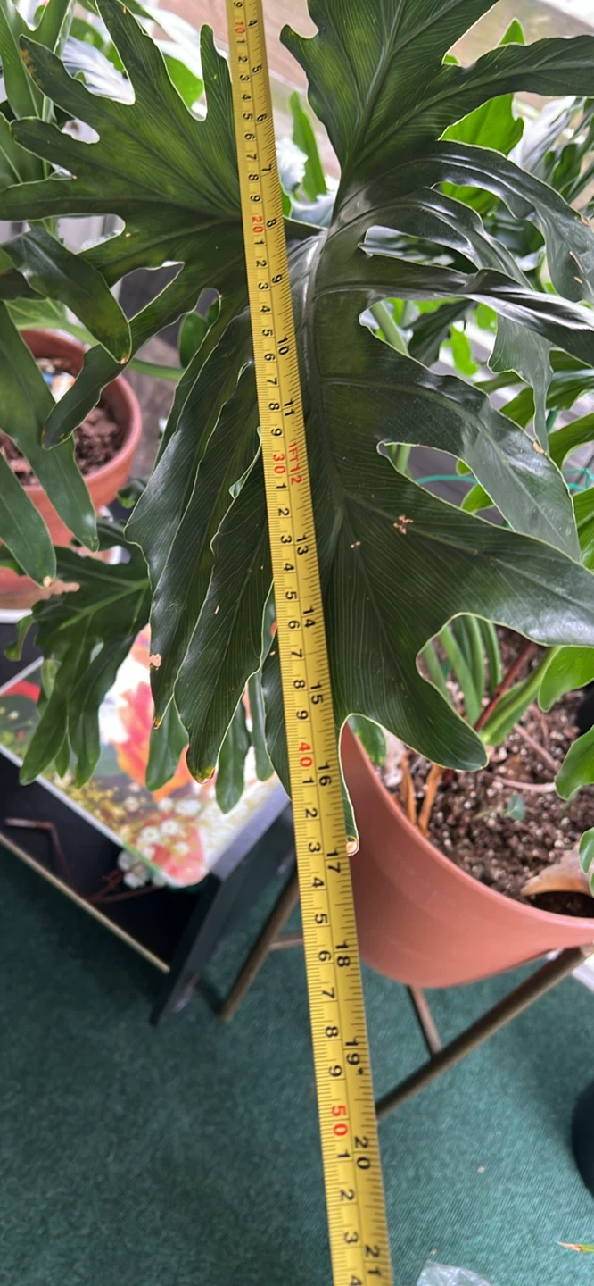 Philodendron Selloum - photo 3
