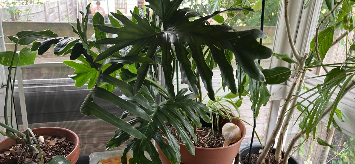 Philodendron Selloum
