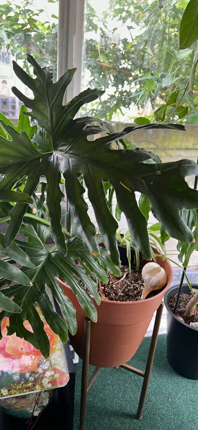 Philodendron Selloum - photo 2