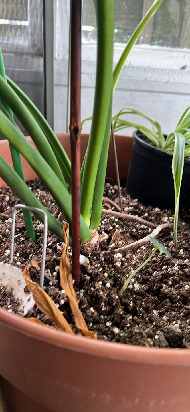 Philodendron Selloum - photo 5