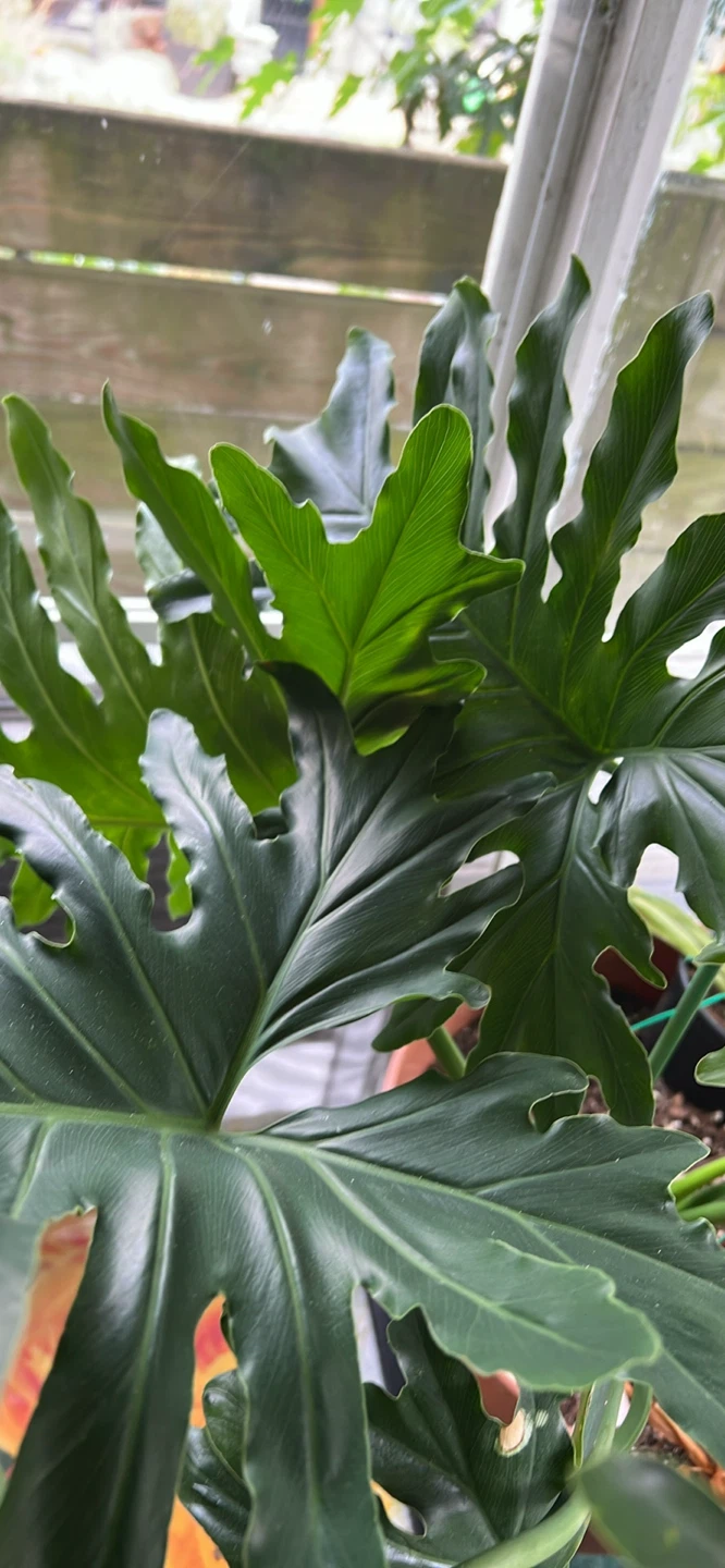 Philodendron Selloum - photo 4