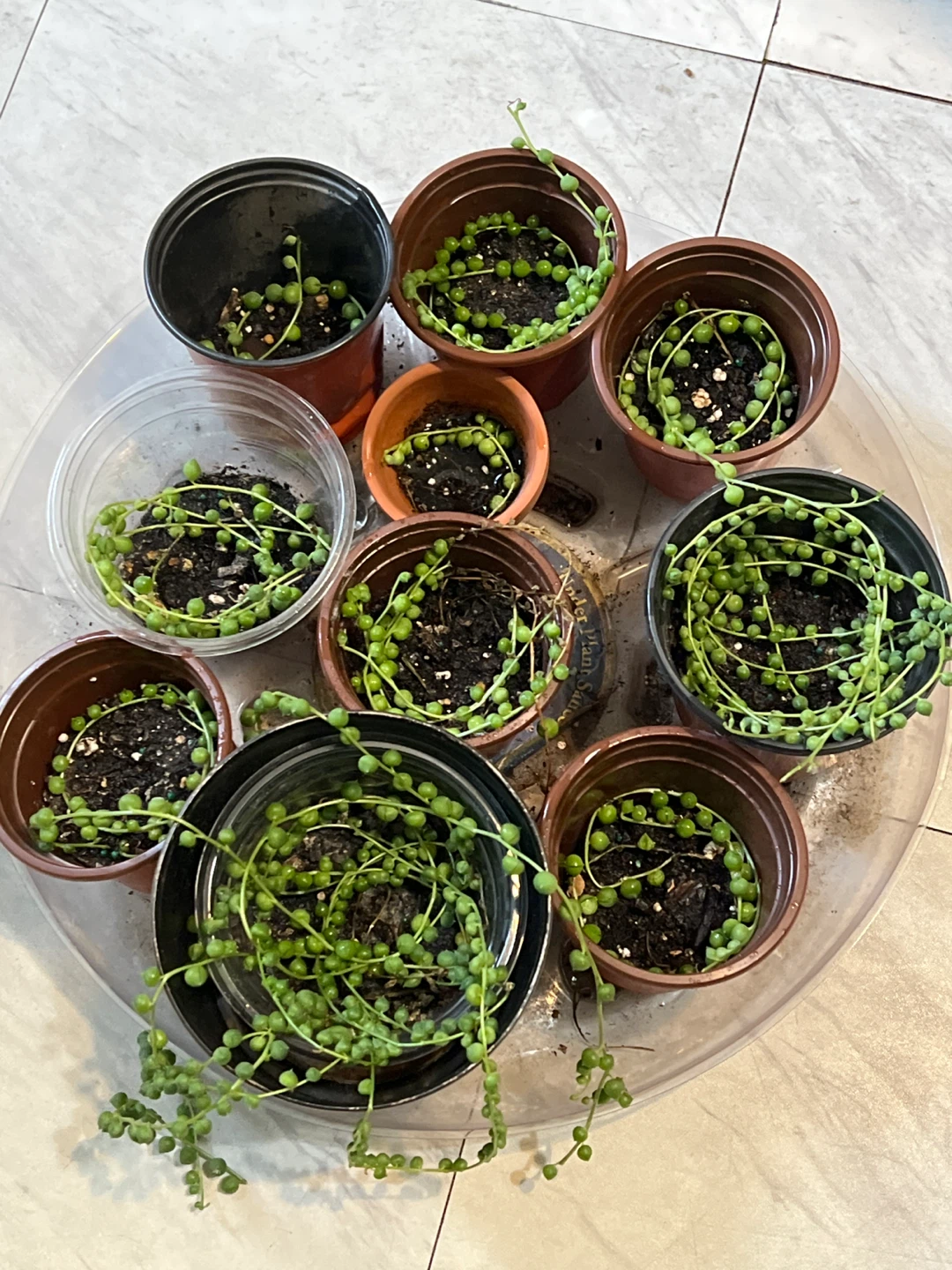 String of Pearls Succulents in Pots