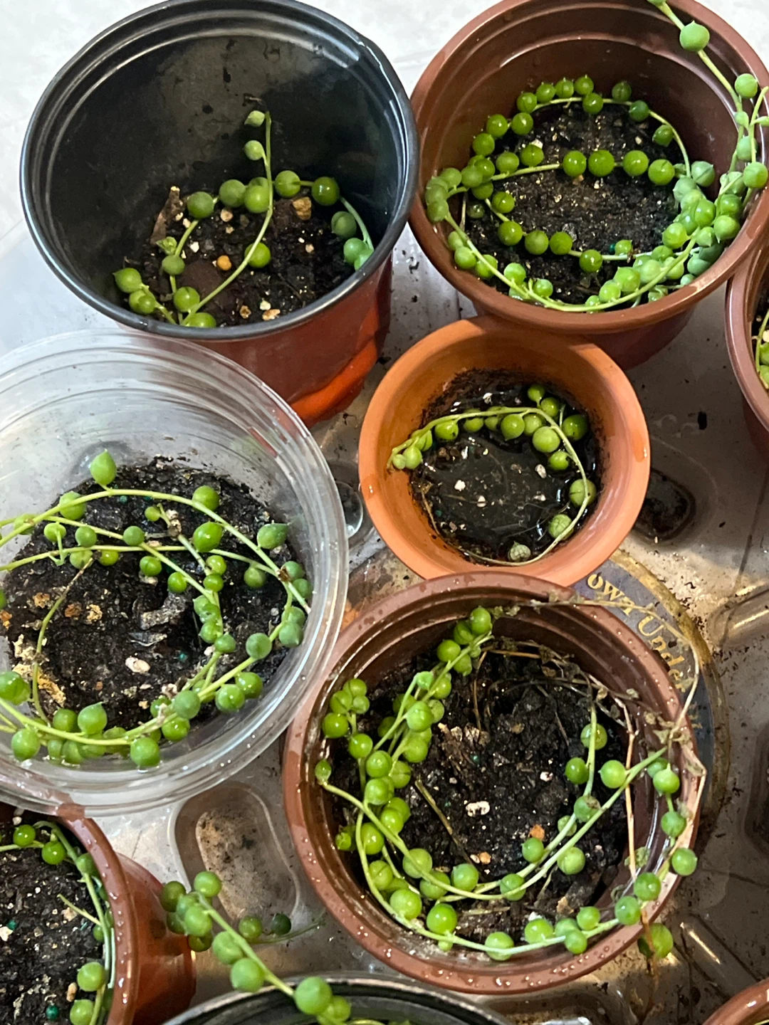 String of Pearls Succulents in Pots - photo 3
