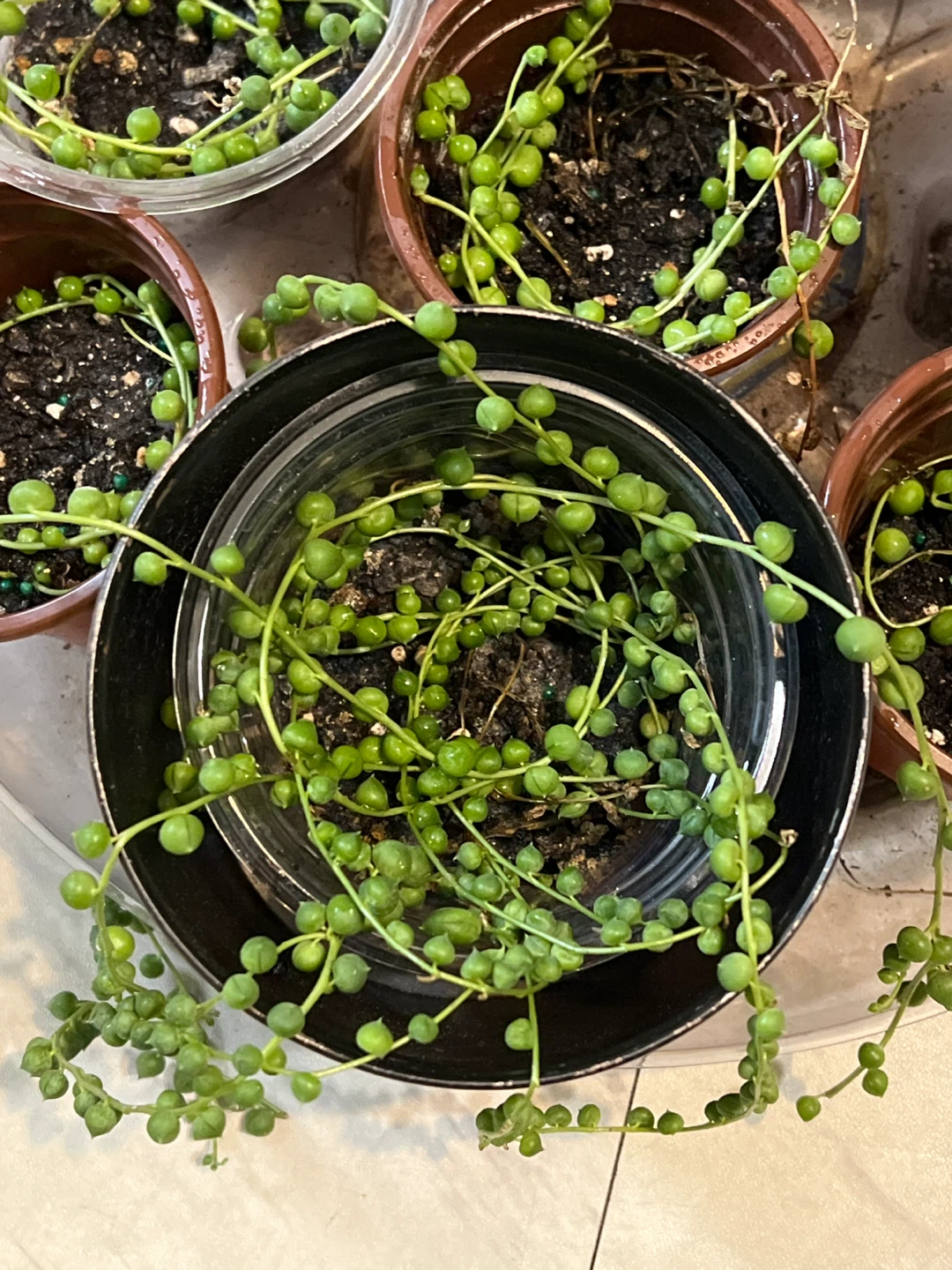 String of Pearls Succulents in Pots - photo 2