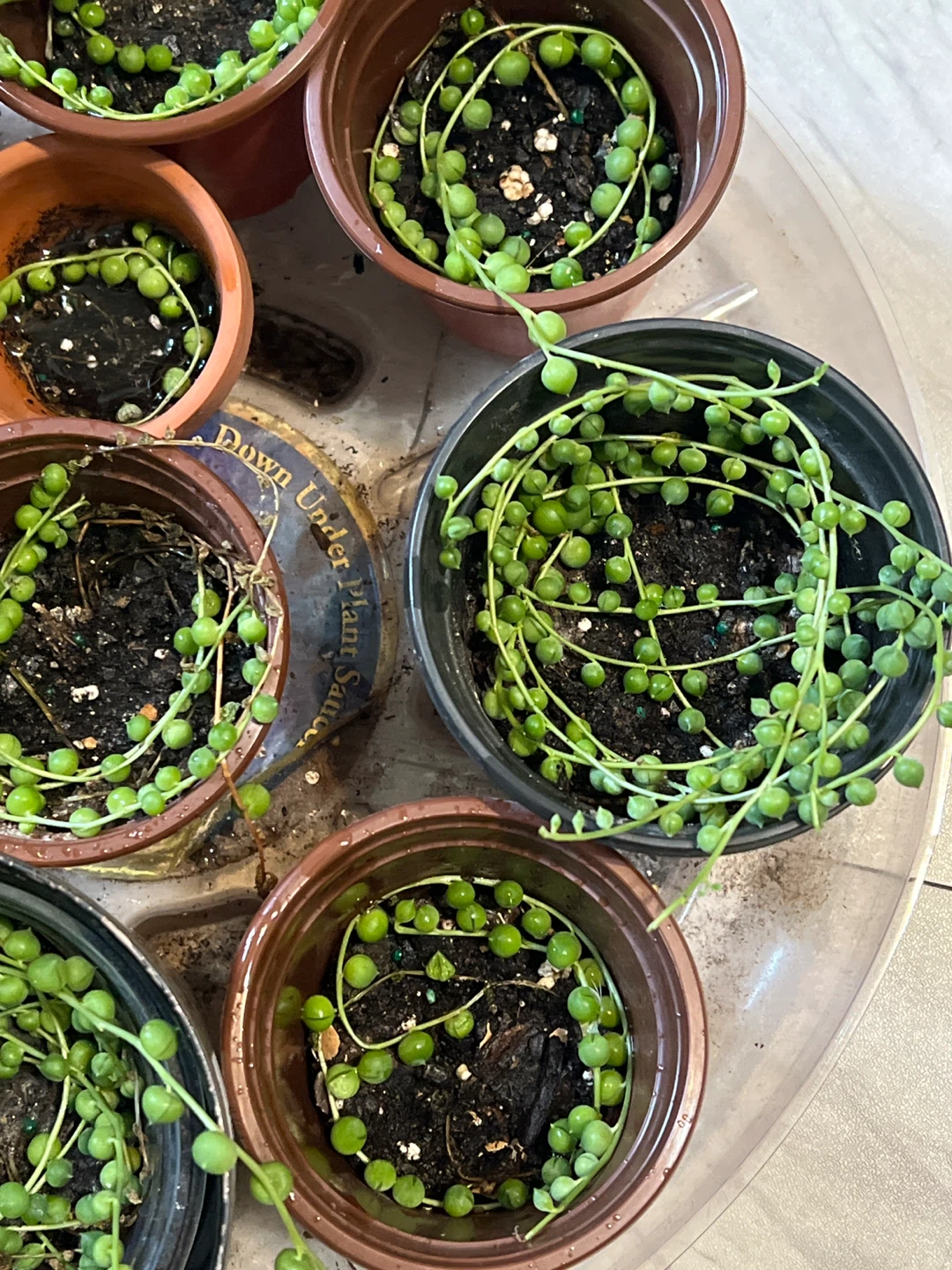 String of Pearls Succulents in Pots - photo 4