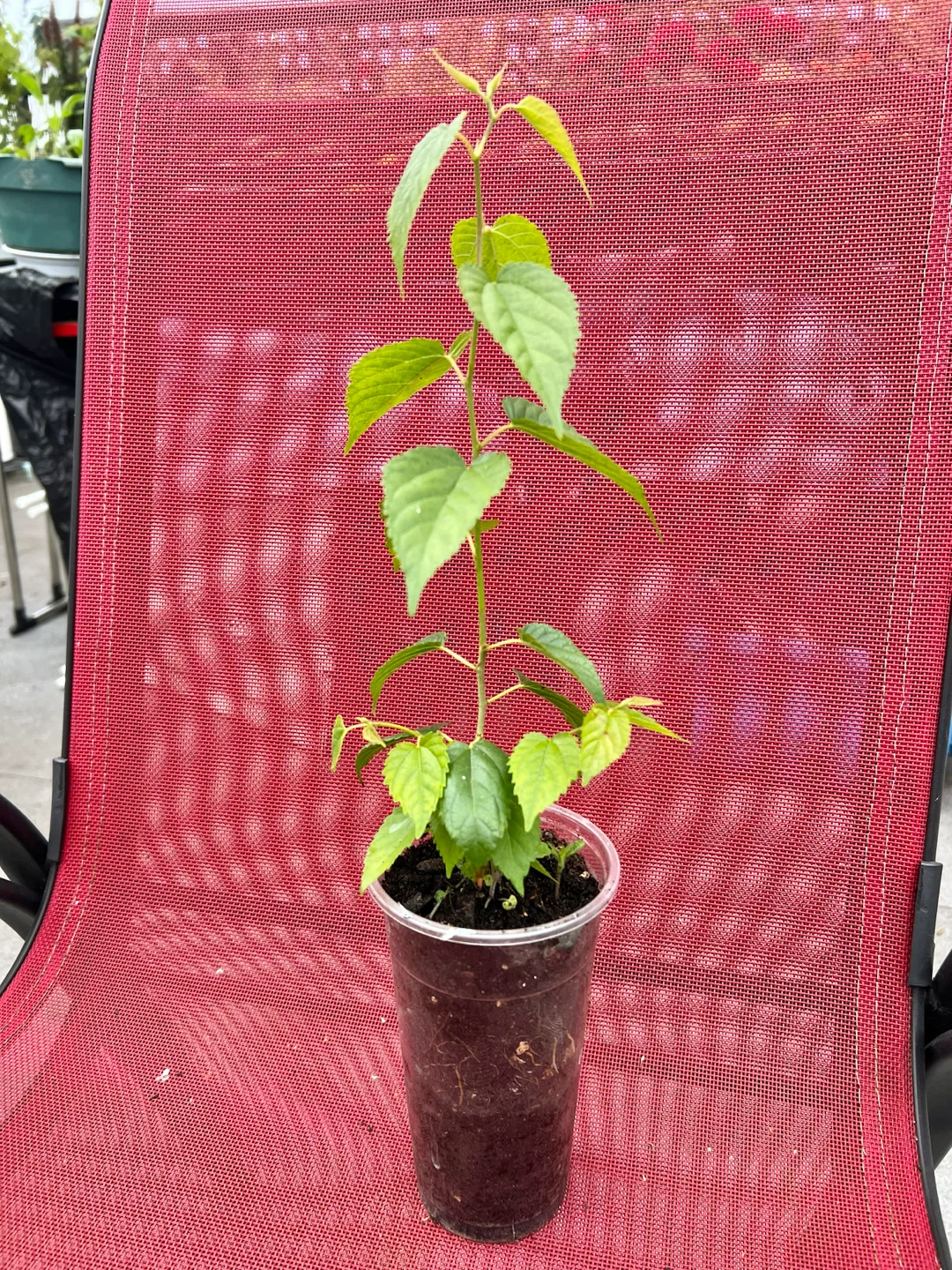 Mulberry Tree, cold-hardy, everbearing type