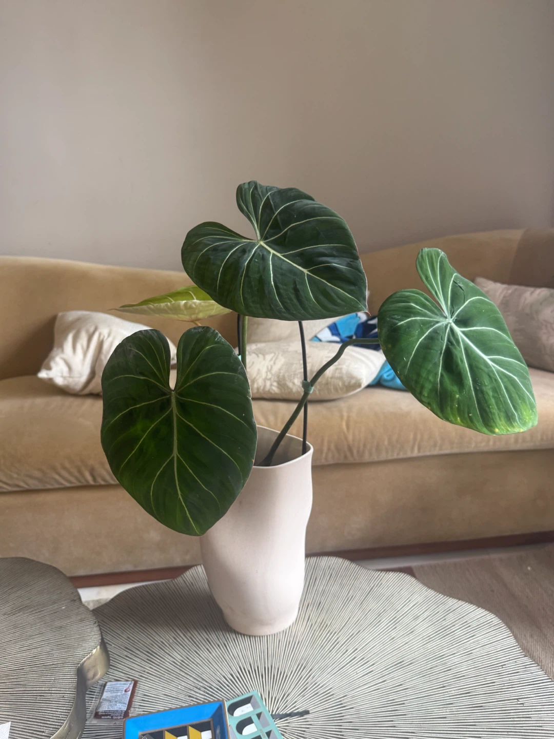 Philodendron Gloriosum Plant