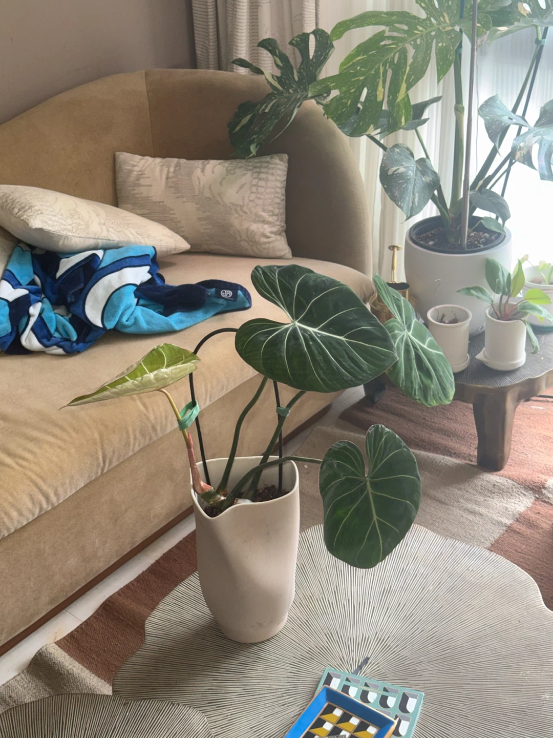Philodendron Gloriosum Plant - photo 2