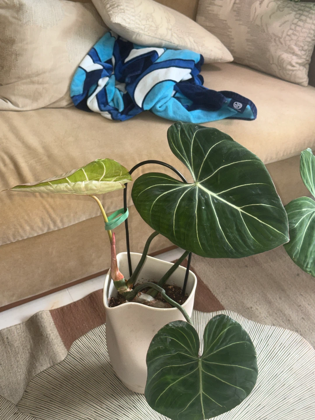 Philodendron Gloriosum Plant - photo 3