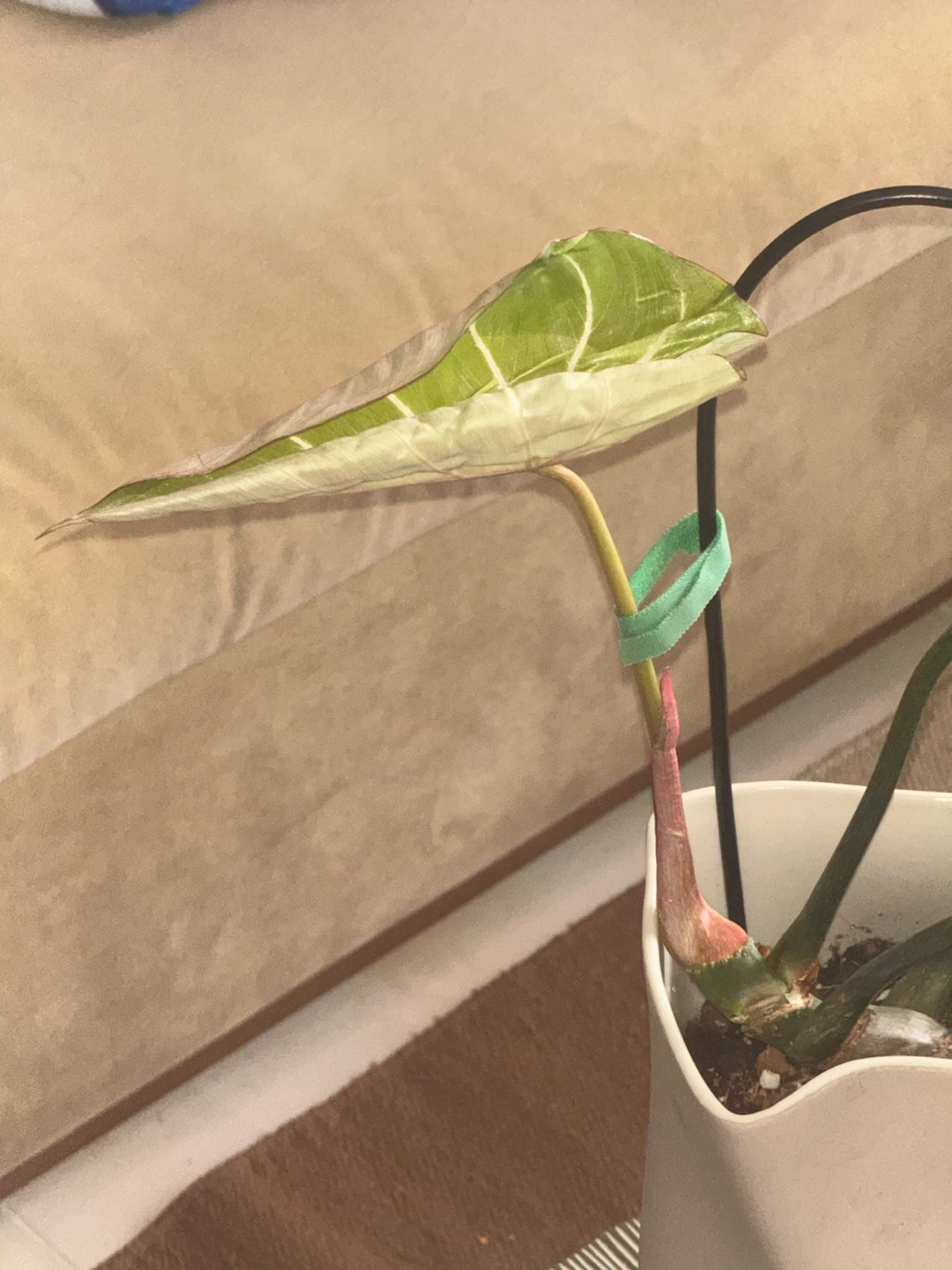 Philodendron Gloriosum Plant - photo 4