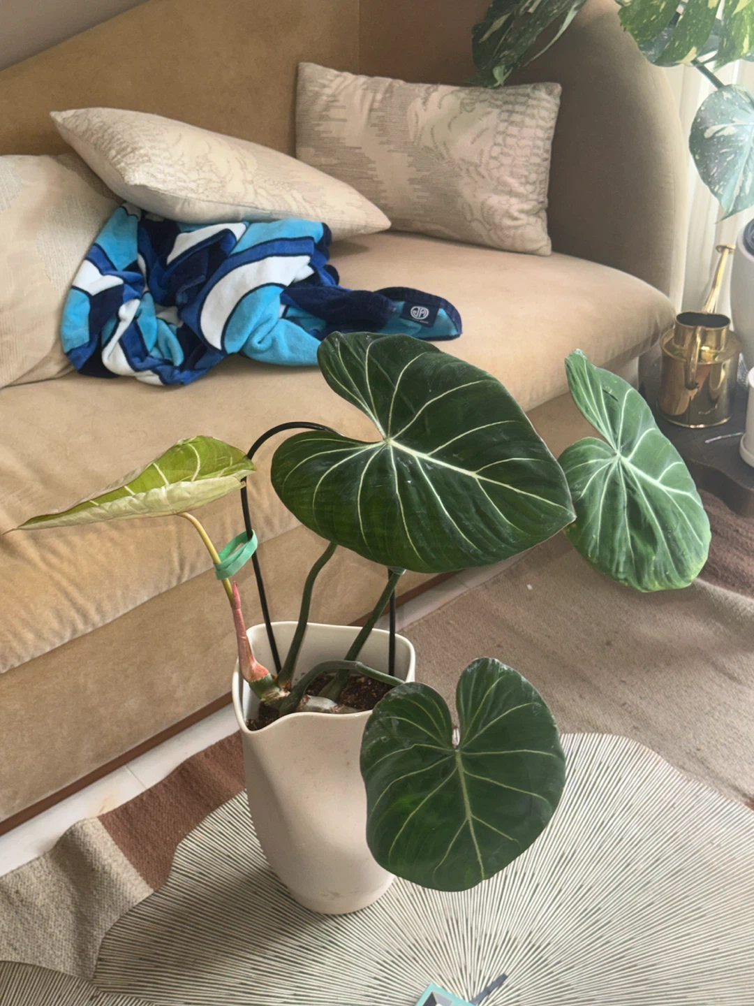 Philodendron Gloriosum Plant - photo 5