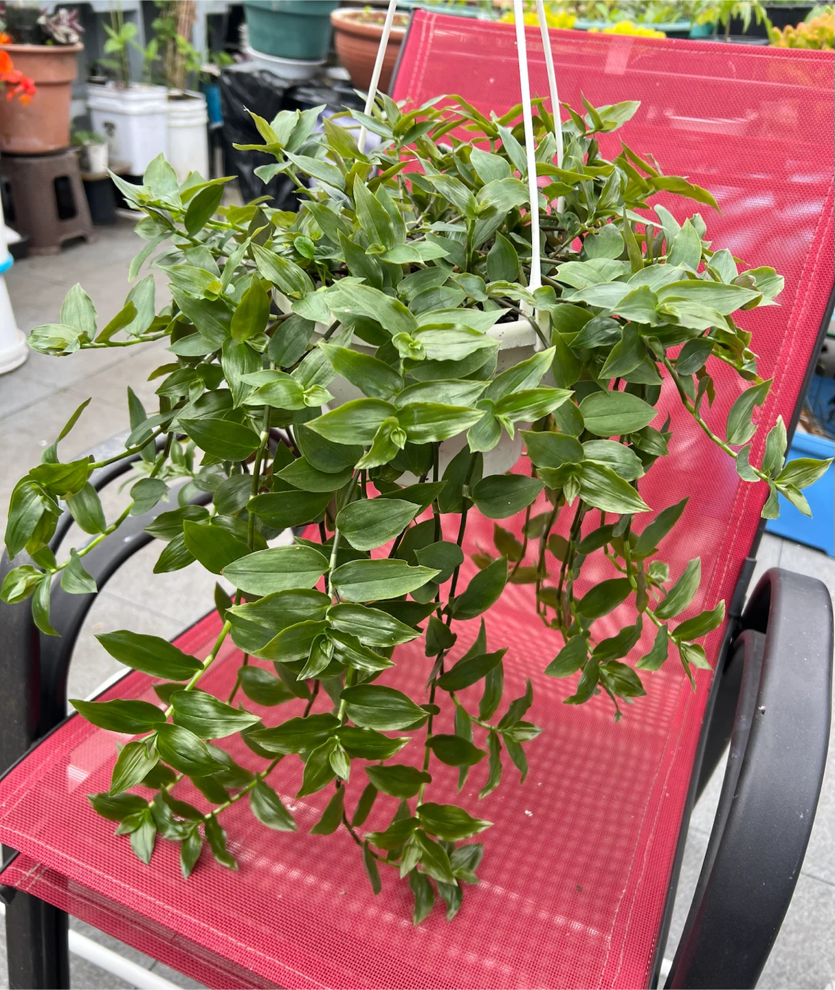 Inch Plant, Green leaf variety
