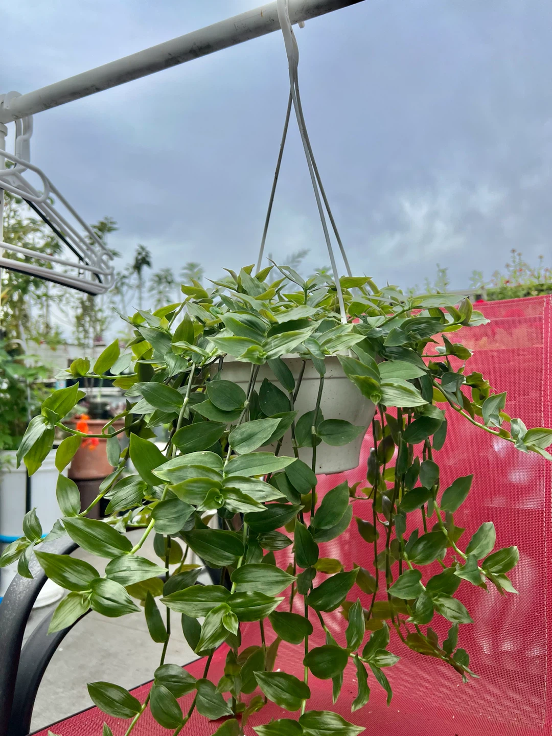 Inch Plant, Green leaf variety - photo 2