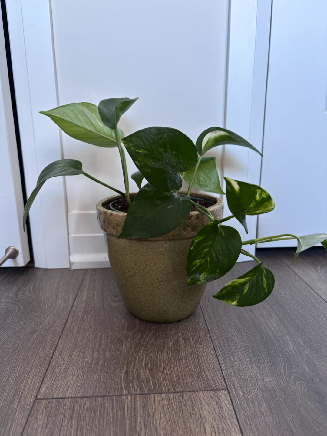 Pothos plant in green ceramic pot