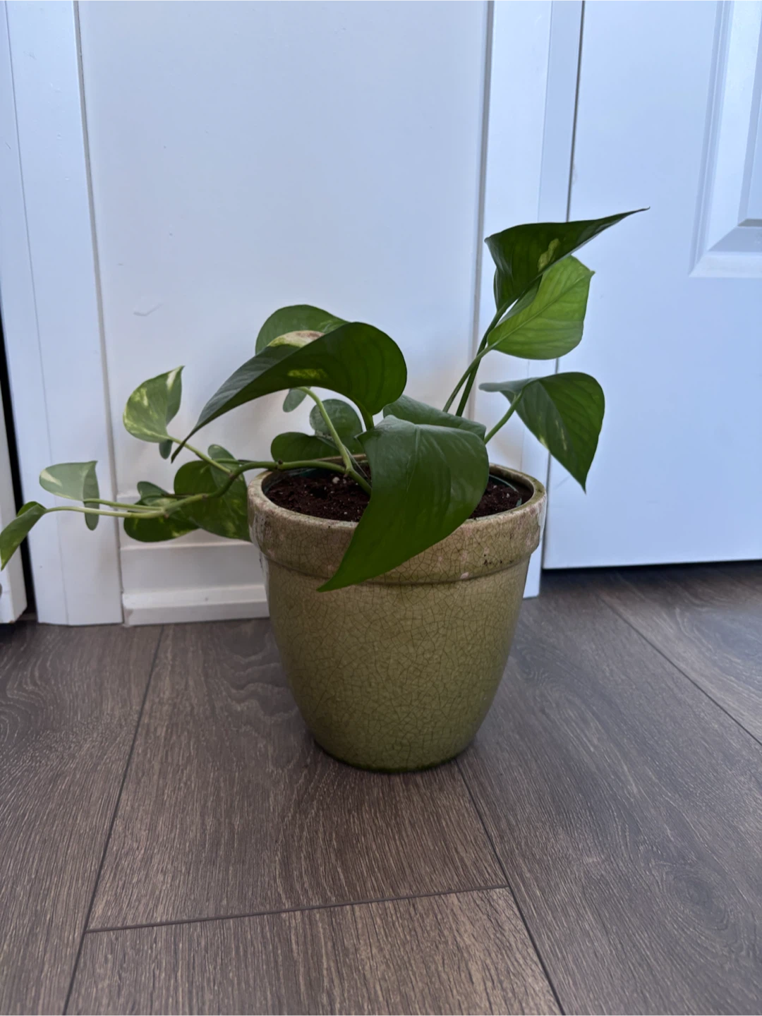 Pothos plant in green ceramic pot - photo 2