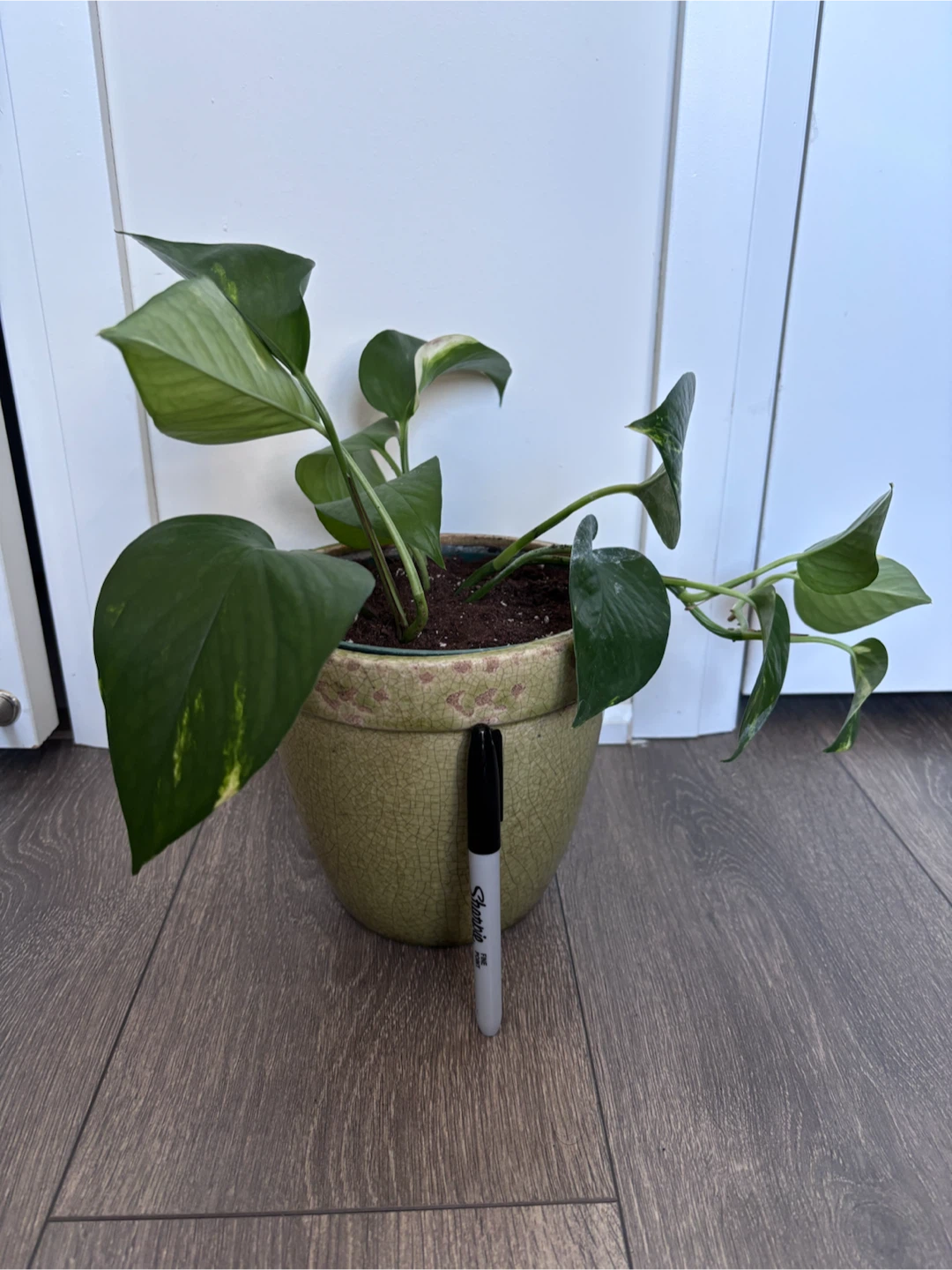 Pothos plant in green ceramic pot - photo 3