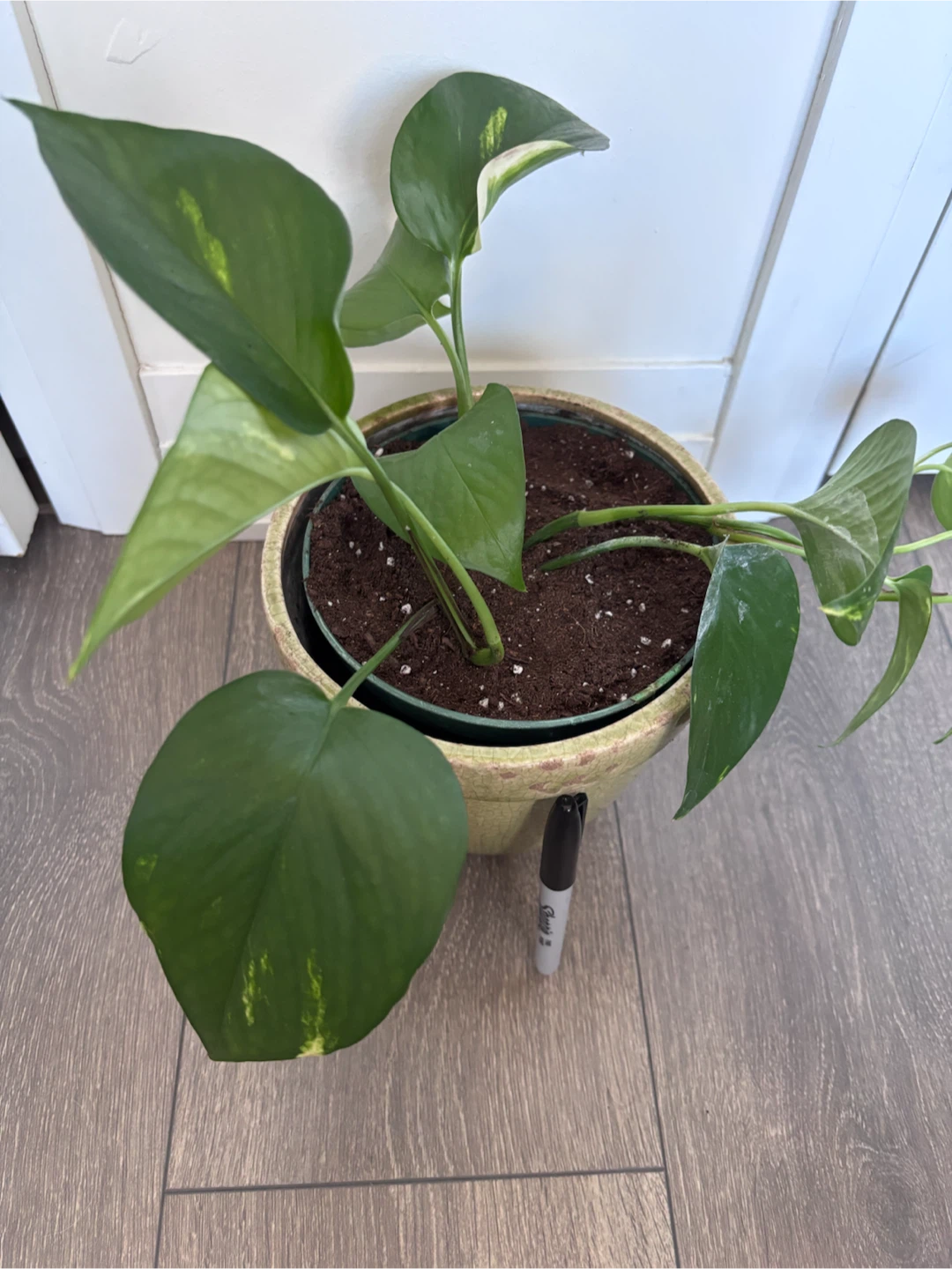 Pothos plant in green ceramic pot - photo 4