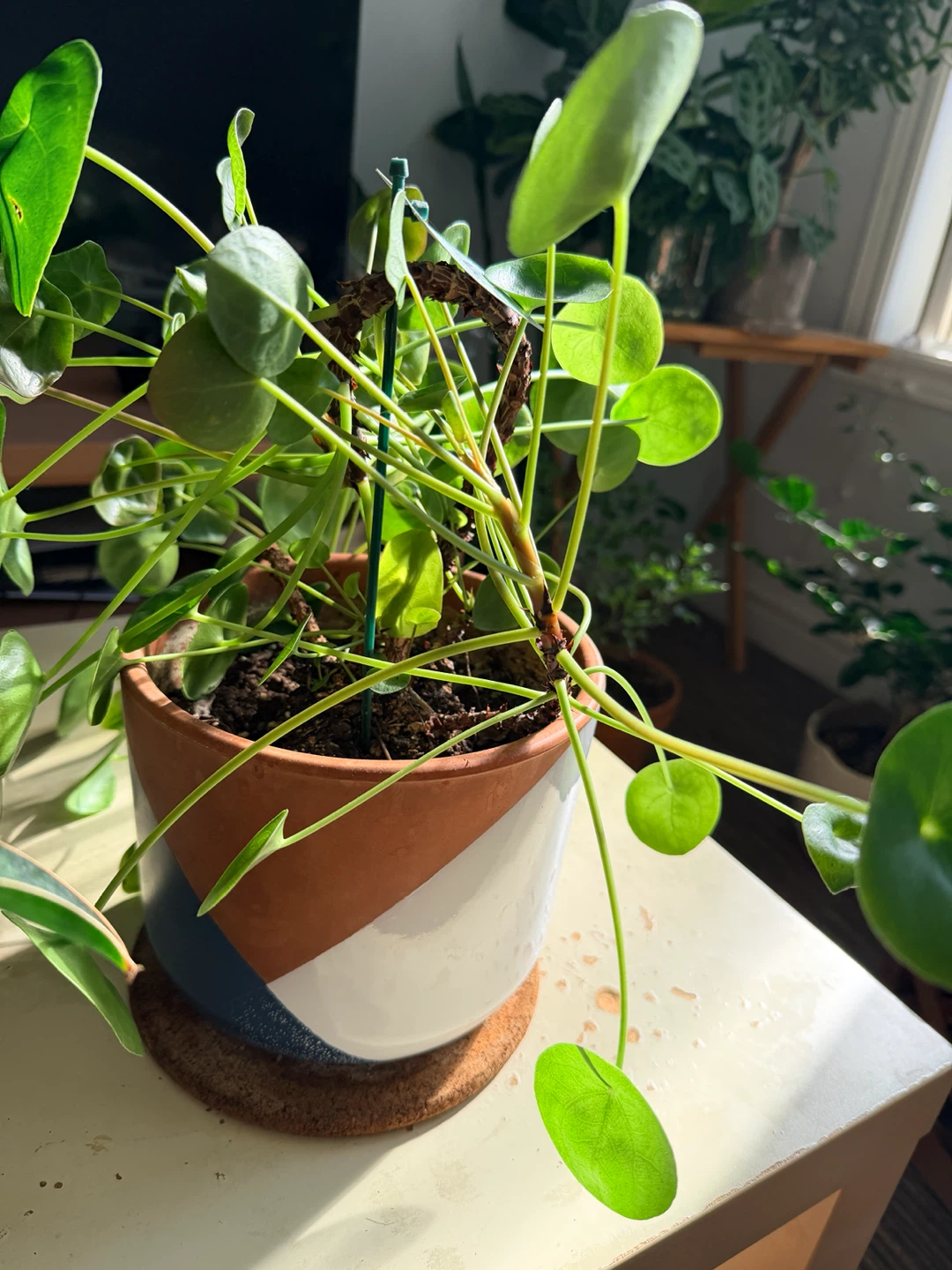Pilea peperomioides in ceramic pot