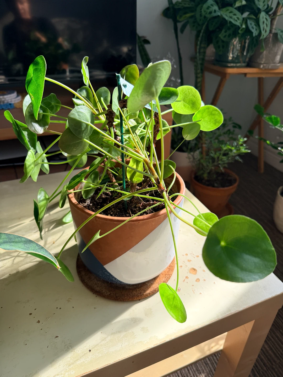 Pilea peperomioides in ceramic pot - photo 2