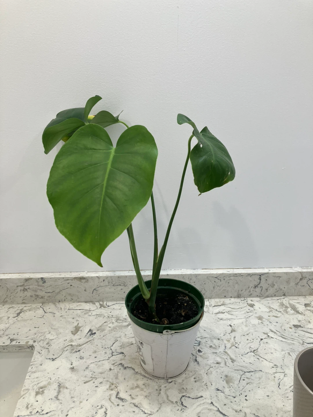 Monstera Houseplant