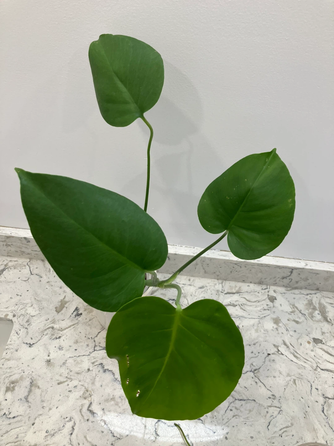 Monstera Houseplant - photo 2